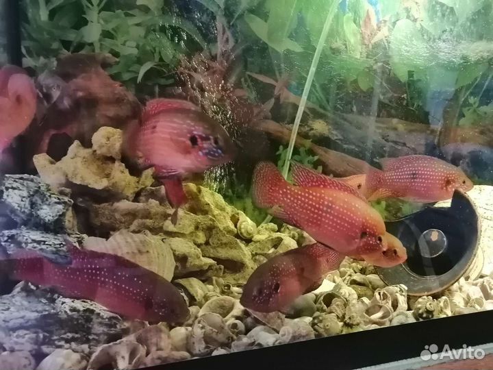 Хромис красавец