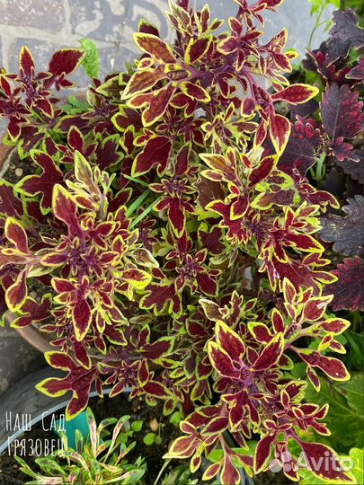 Саженцы колеуса