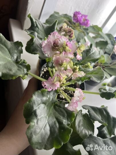 Комнатные цветы