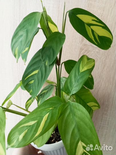 Ктенанта лубберса