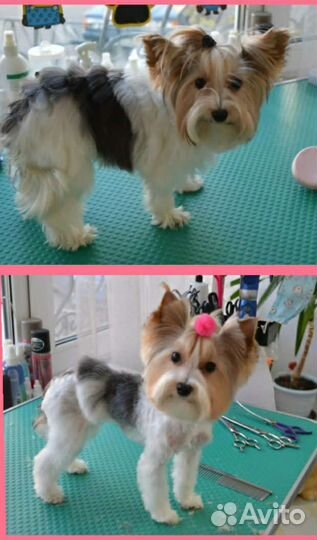 Cтрижка собачек