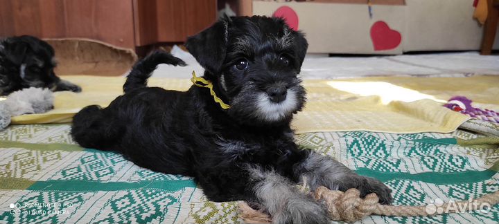 Цвергшнауцер щенки