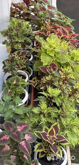 Колеусы, отростки с корешками