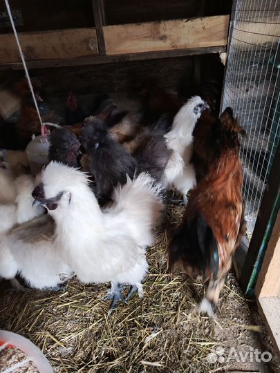 Молодые петушки