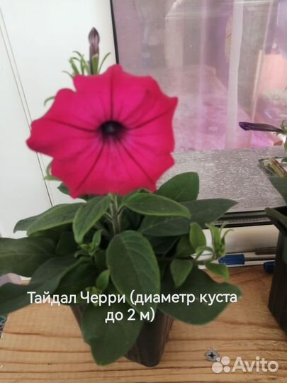 Рассада ампельной петунии