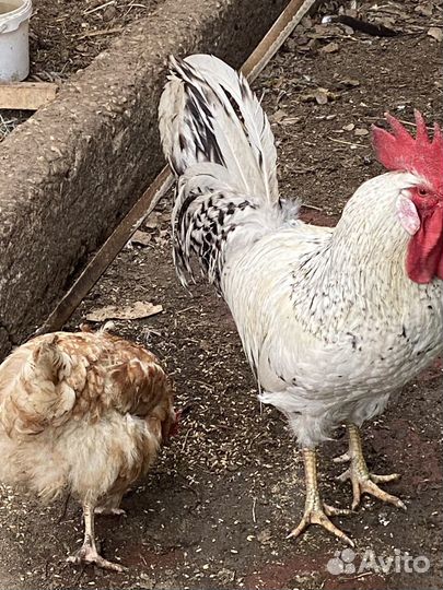 Молодые петухи
