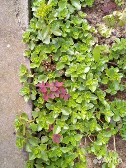 Мох разный,земляника без усая