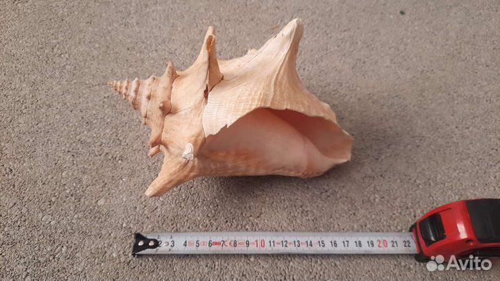 Ракушка морская большая