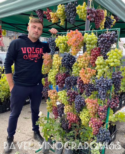 Саженцы плодово-ягодных