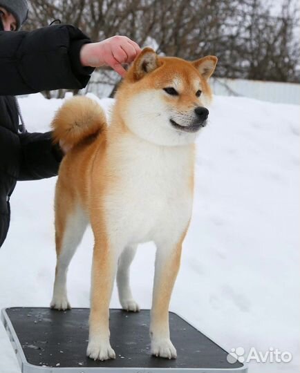 Сиба ину шоу мальчик