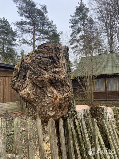 Кап березовый