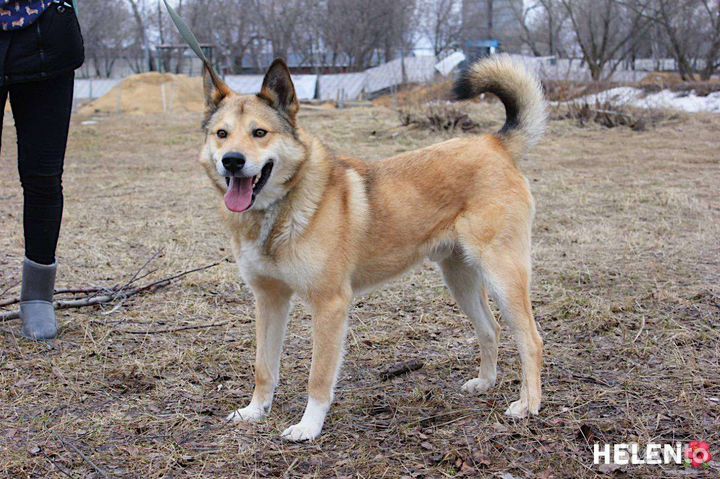 Собака в добрые руки