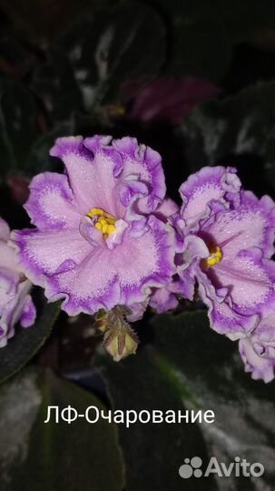 Сортовые фиалки