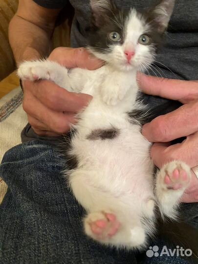 Найденыш Лизонька в поисках дома