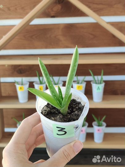 Алоэ настоящее (детки) и ювенна