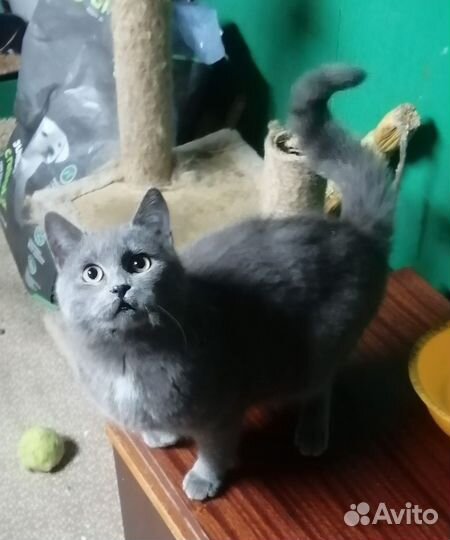 Дымок ищет дом