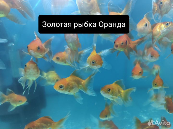 Аквариумные рыбки