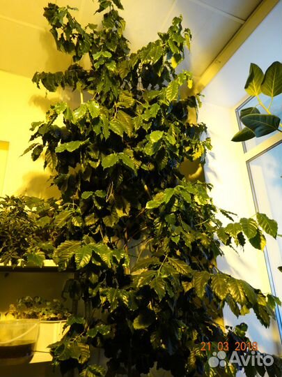 Кофейное дерево Арабика плодоносящее 4 м