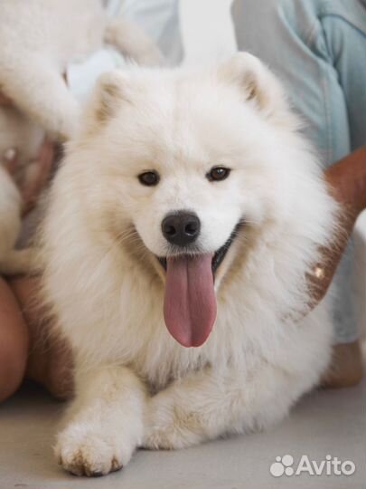 Вязка самоед