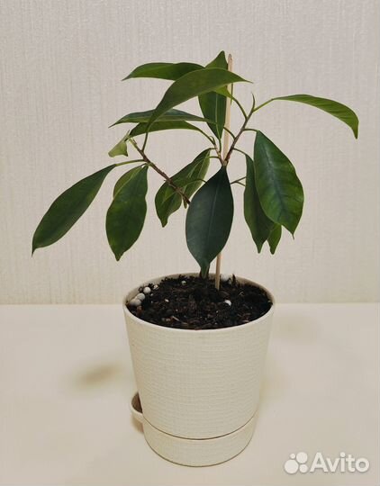 Фикус микрокарпа