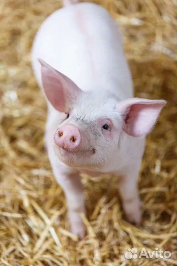 Поросенок ландрас