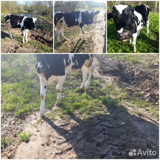 Продать тёлочку