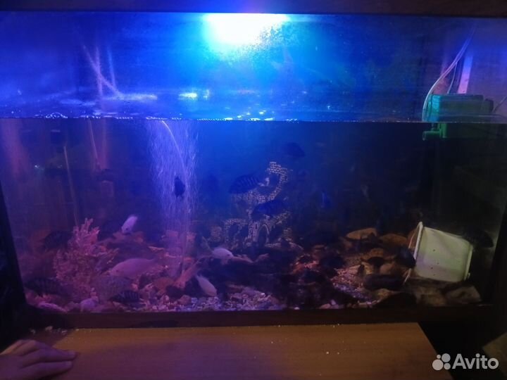 Аквариум