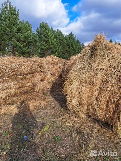 Сено солома рулон
