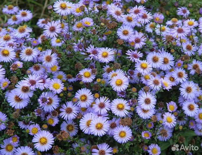 Сентябрина