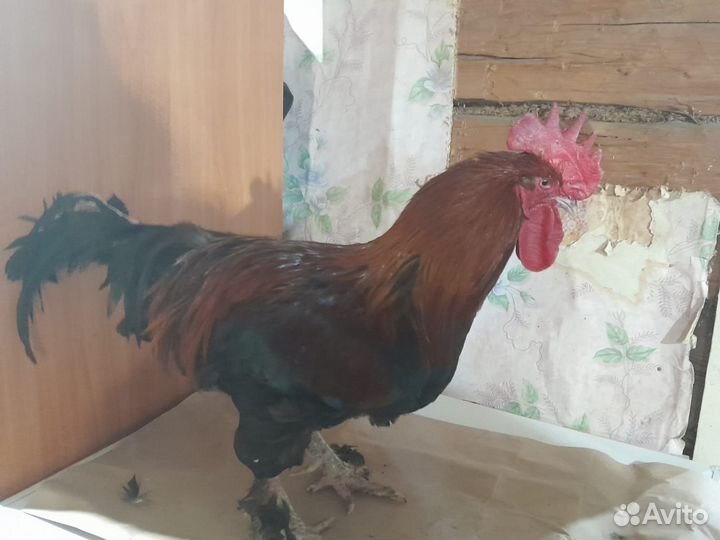 Инкубационное яйцо кур Маран