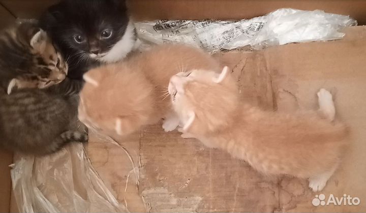Щенки и котята