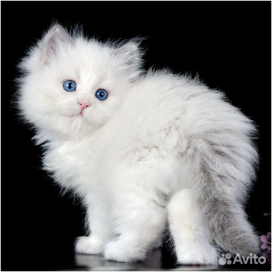 Котята рэгдолл ragdoll