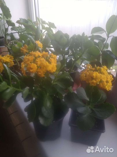 Комнатные цветы каланхоэ