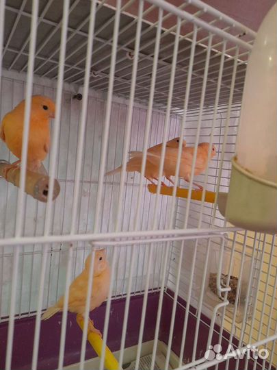 Канарейка и Щегол