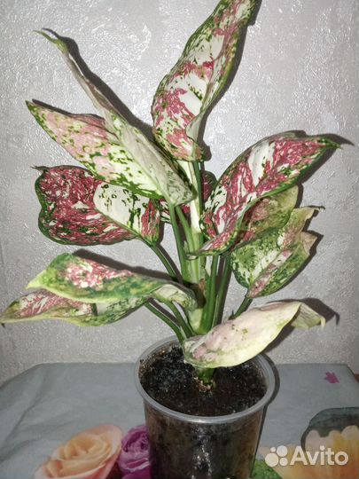 Аглаонема анимани триколор