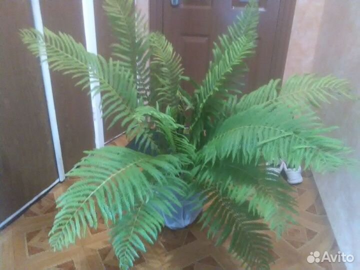Продам отросток папоротника