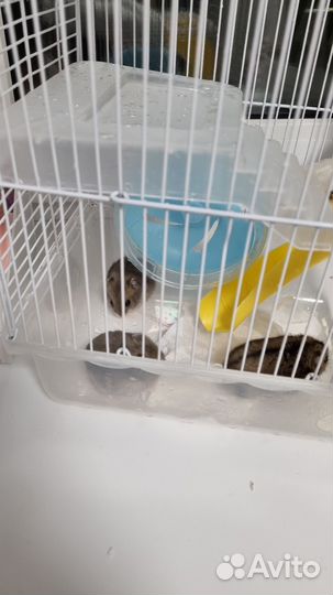 Клетка с 3 хомяками