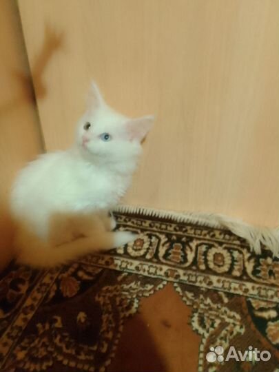 Котята мейн-кун