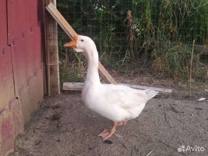 Гуси и утка