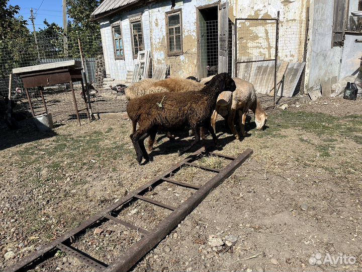 Баранчики Гиссары