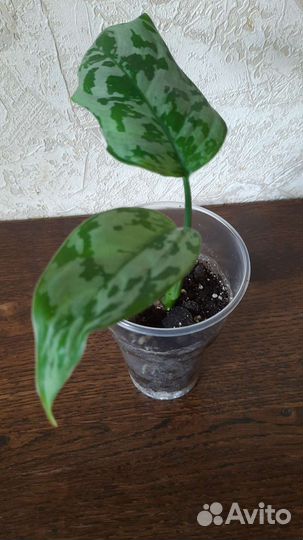 Сортовые аглаонемы