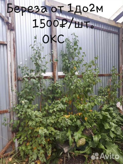 Клен,дуб,береза,акация,маньчжурский и лесной орех