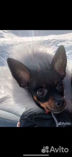 Мини той-терьер