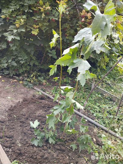 Калина красная(саженцы), ягоды