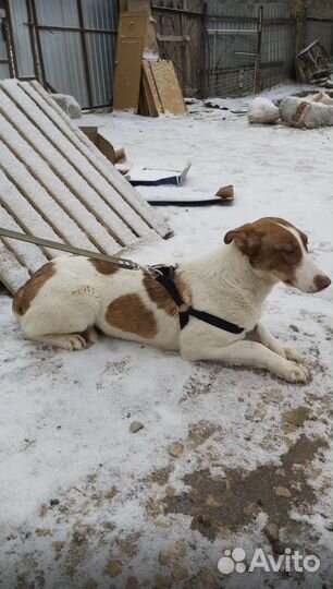 Собака из приюта