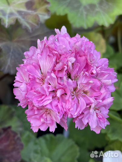 Пеларгония герань