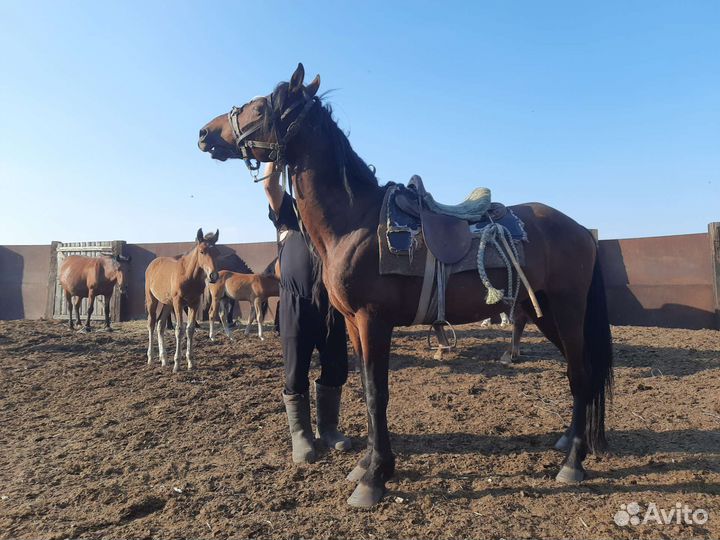 Жеребец орловский рысак