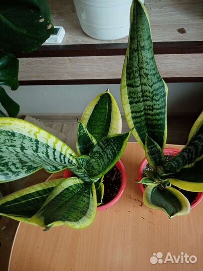 Сансевиерия сортовая