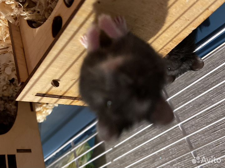 Джунгарские хомячки с клеткой