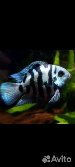 Анциструсы, яванский мох